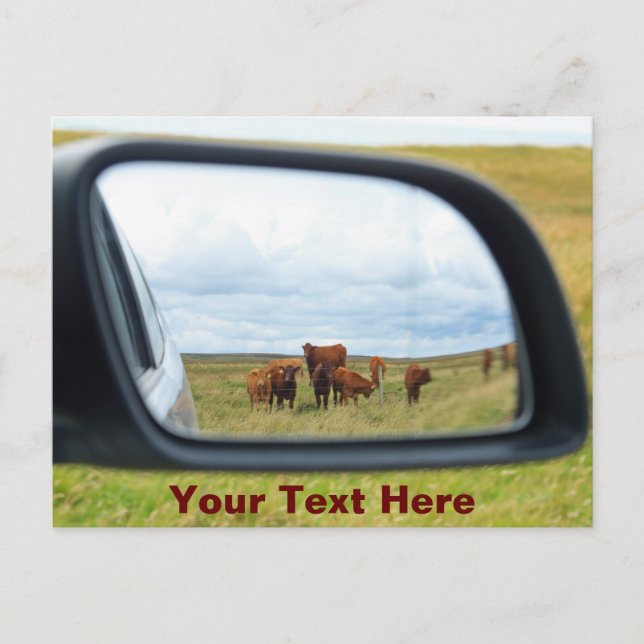 Carte Postale Vaches personnalisables dans le miroir (Devant)