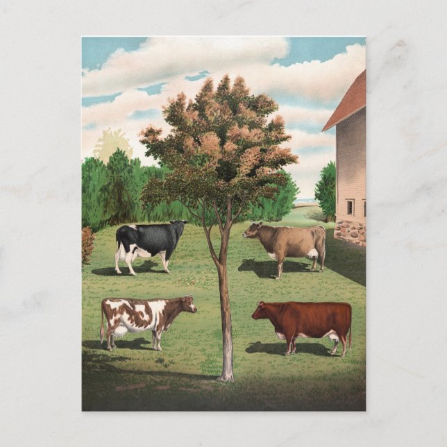 Carte postale Vaches rétroactives (Devant)