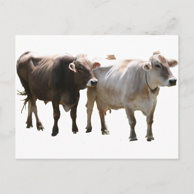 Carte Postale Vaches suisses Brown (Devant)