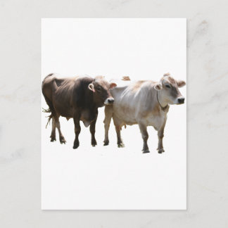 Carte Postale Vaches suisses Brown