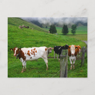 Carte Postale Vaches suisses pâturant près de Küssnacht Suisse
