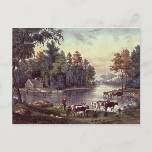 Carte Postale Vaches sur la rive d'un lac (Devant)