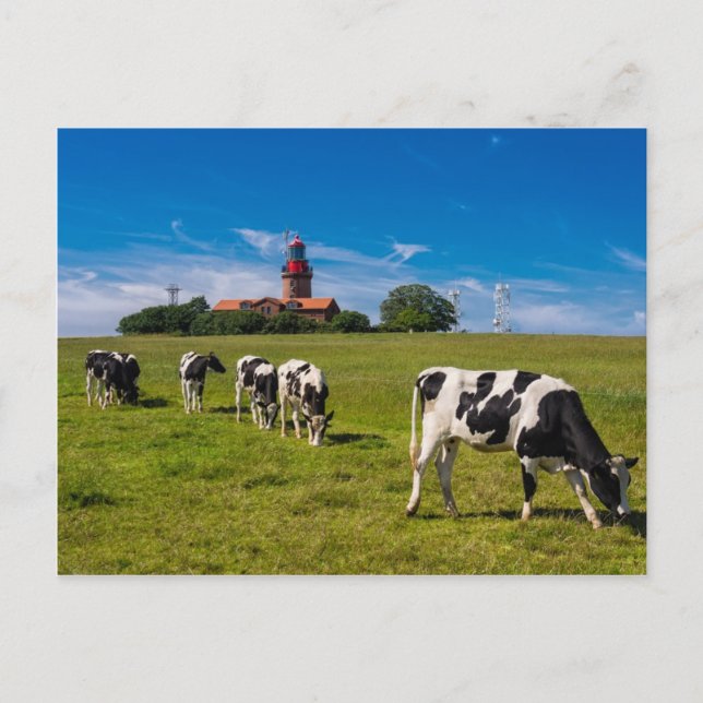 Carte Postale Vaches sur une prairie avec phare (Devant)