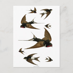 Carte Postale Vachette d'hirondelles Oiseaux Vintages