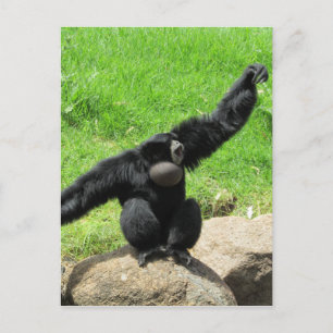 Carte Postale vague de siamang