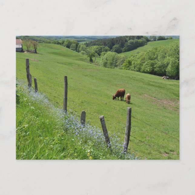 Carte Postale Vallée boisée, Auvergne (Devant)