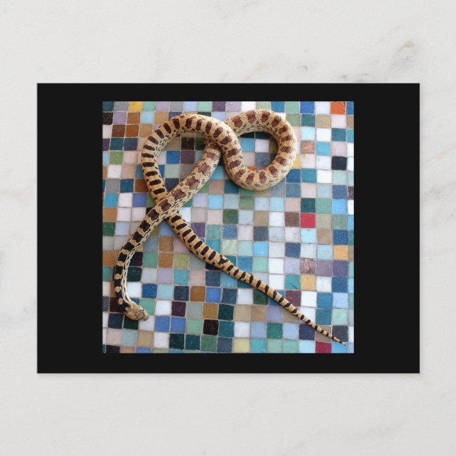 Carte Postale Vallée de Gopher Snake Wonder (Devant)