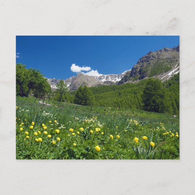 Carte Postale Vallée de l'Estenc au printemps Côte d'Azur (Devant)