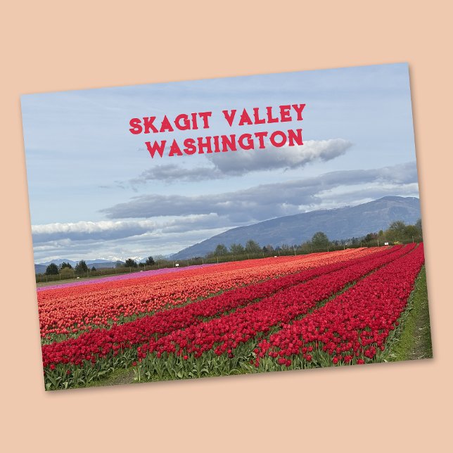 Carte Postale Vallée de Skagit Tulipe de l'État de Washington (Créateur téléchargé)