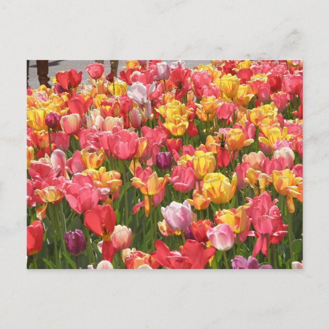 Carte Postale Vallée des tulipes (Devant)