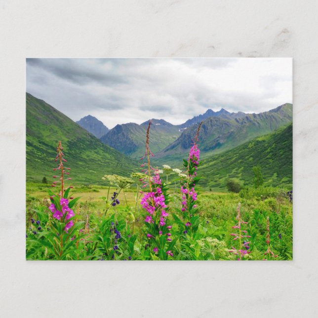 Carte Postale Vallée fleur sauvage de l'Alaska (Devant)