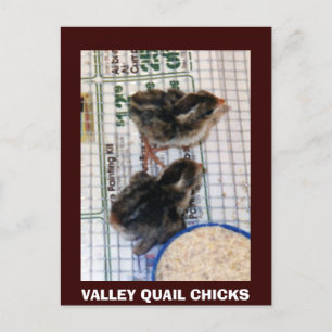 CARTE POSTALE VALLEY QUAIL CHICKS
