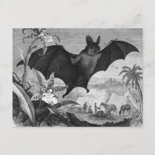 Carte Postale Vampire Bat