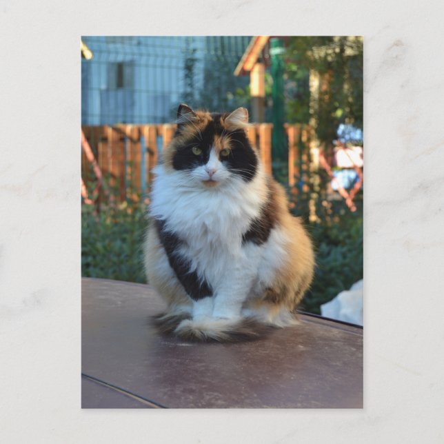 Carte Postale Van turc (Devant)