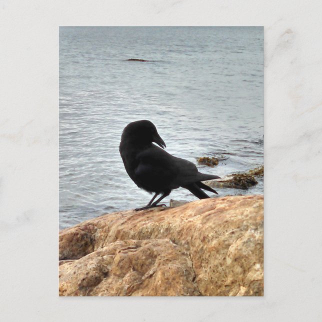 Carte Postale Vancouver Crow (Devant)