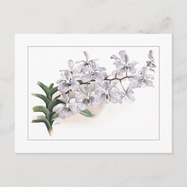 Carte Postale Vanda coerulea (Devant)