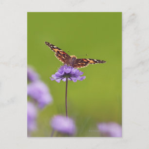 Carte Postale vanessa cardui - Europe, Allemagne, Bavière,