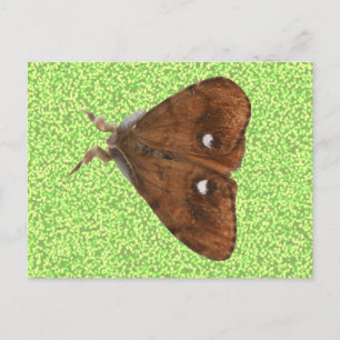 Carte postale Vapourer Moth