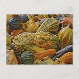 Carte Postale Variété de courge