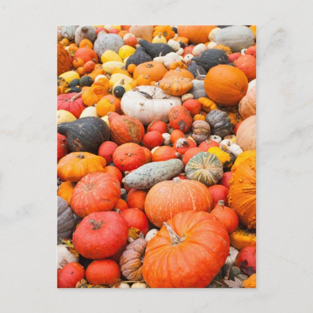 Carte Postale Variété de courge à vendre, Allemagne (Devant)