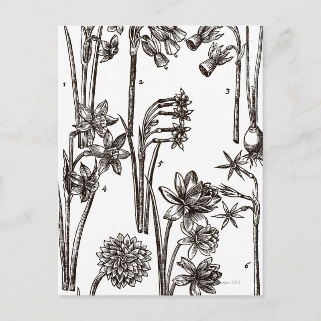 Carte Postale Variétés de Jonquils (Devant)