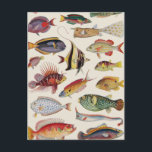 Carte Postale Variétés de poissons<br><div class="desc">Un motif créé avec des illustrations vintages de poissons d’une édition de l’Encyclopédie des enfants publiée dans les années 1930 par Arthur Mee.</div>