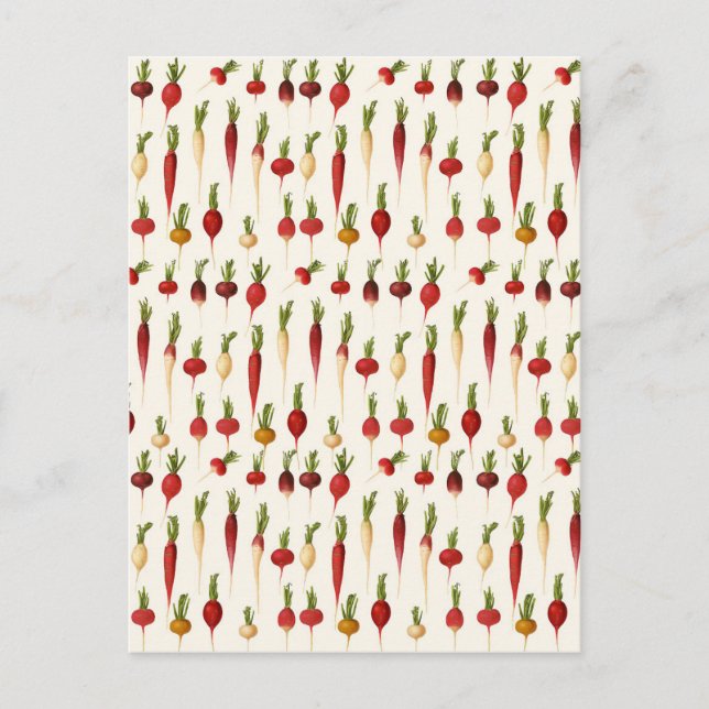 Carte Postale Variétés radicales d'Ernst Benary (Devant)