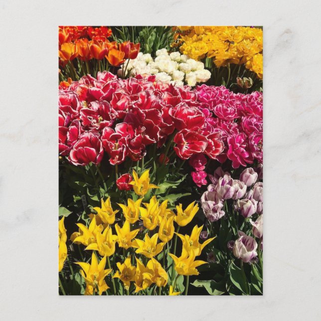 Carte Postale Variety of Tulips (Devant)