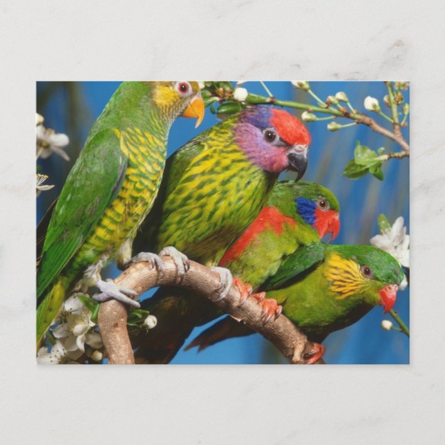 Carte Postale Various Birds (Devant)