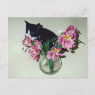Carte postale Vase Fleurs Kitten