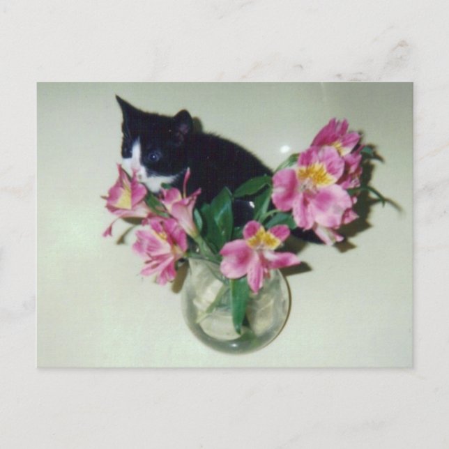 Carte postale Vase Fleurs Kitten (Devant)