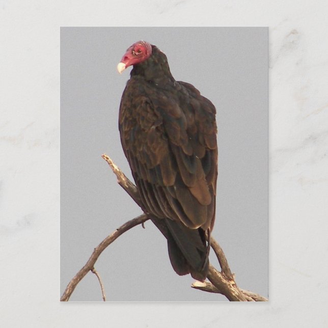 Carte Postale Vautour (Devant)