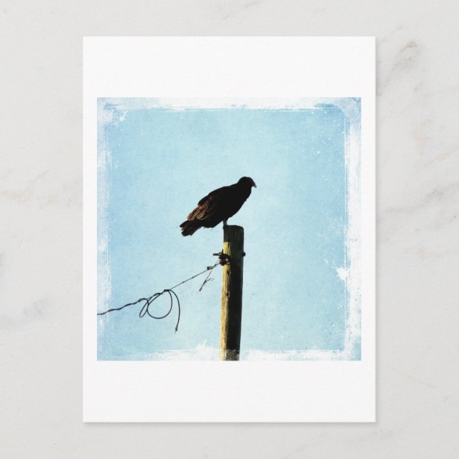 Carte Postale Vautour (Devant)