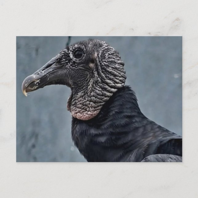 Carte Postale Vautour (Devant)