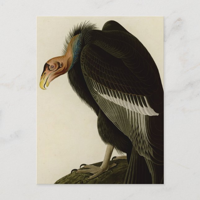 Carte Postale Vautour californien (Devant)
