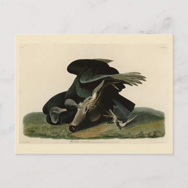 Carte Postale Vautour noir, des oiseaux d'Amérique d'Audubon (Devant)