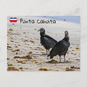 Carte Postale Vautour noir en Punta Cahuita - Costa Rica