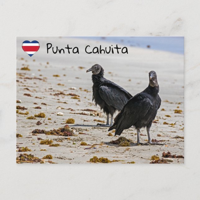 Carte Postale Vautour noir en Punta Cahuita - Costa Rica (Devant)