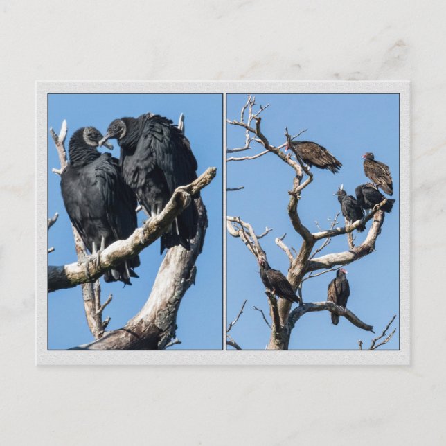 Carte Postale Vautours (Devant)