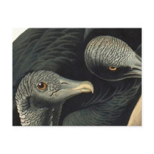 Vautours noirs, John James Audubon