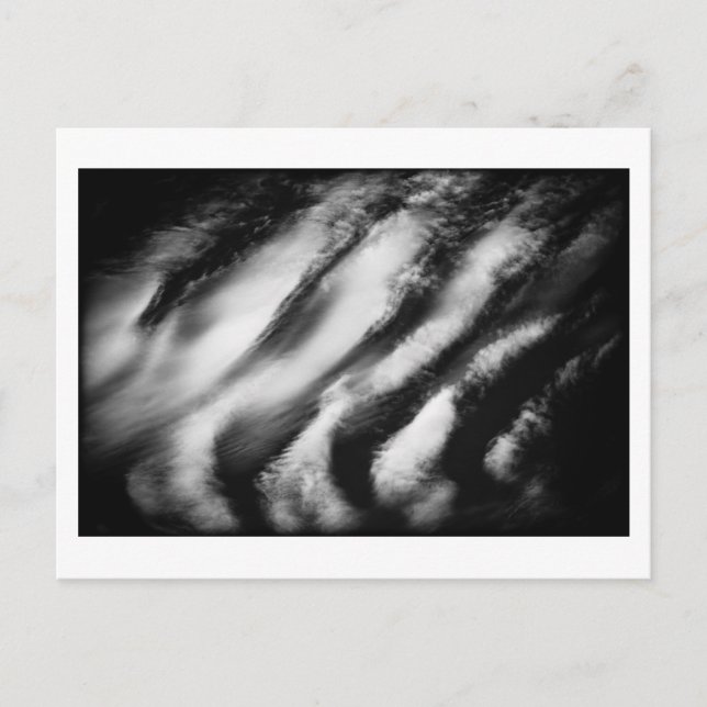 Carte Postale vautours tombé (Devant)