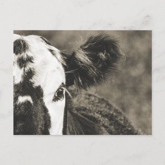 Carte Postale Veau mignon dans une ferme à Crane Hill Alabama