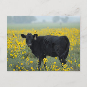 Carte Postale Veau noir dans un champ de tournesols