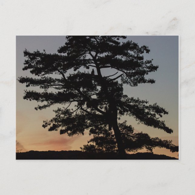 Carte Postale Veille du coucher du soleil (Devant)