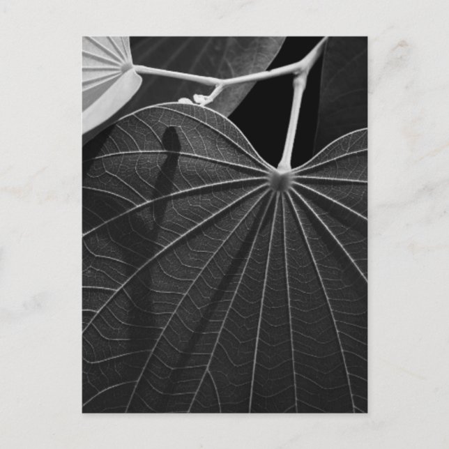 Carte Postale Veines d'une feuille (Devant)