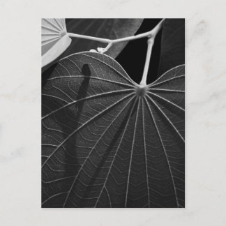 Carte Postale Veines d'une feuille