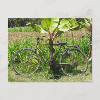 Carte Postale Vélo sous bananier