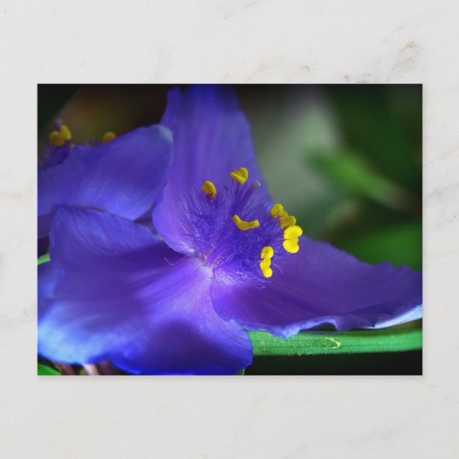 Carte Postale Velours bleu (Devant)