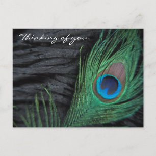 Carte Postale Velours noir Peacock Feather Still Life Photograph