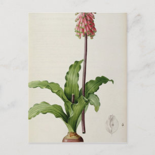 Carte Postale Veltheimia Capensis, de `Les Liliacees', vers 1805